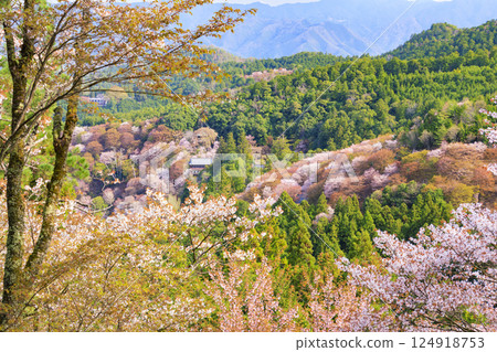 World heritage site in full bloom of cherry blossoms, Mt. Yoshino in the early morning 124918753