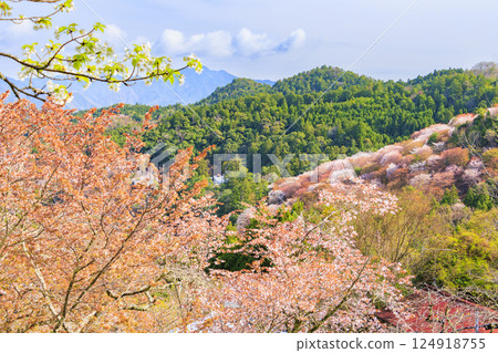 櫻花盛開的世界遺產，清晨的吉野山 124918755