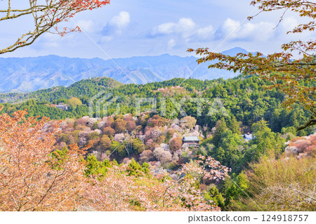 World heritage site in full bloom of cherry blossoms, Mt. Yoshino in the early morning 124918757
