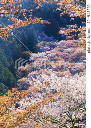 World heritage site in full bloom of cherry blossoms, Mt. Yoshino in the early morning World heritage site in full bloom of cherry blossoms, Mt. Yoshino in the early morning 124918763