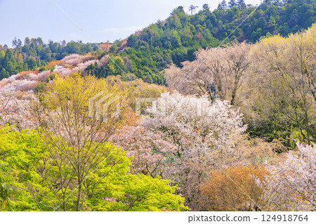 World heritage site in full bloom of cherry blossoms, Mt. Yoshino in the early morning World heritage site in full bloom of cherry blossoms, Mt. Yoshino in the early morning 124918764