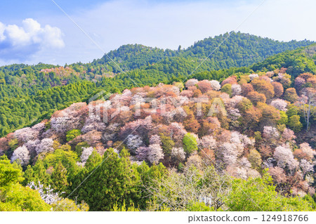 World heritage site in full bloom of cherry blossoms, Mt. Yoshino in the early morning 124918766