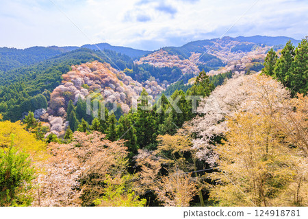 World heritage site in full bloom of cherry blossoms, Mt. Yoshino in the early morning World heritage site in full bloom of cherry blossoms, Mt. Yoshino in the early morning 124918781