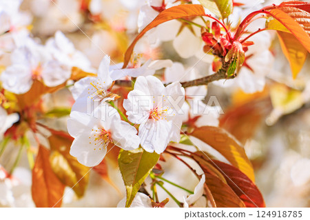 World heritage site in full bloom of cherry blossoms, Mt. Yoshino in the early morning 124918785