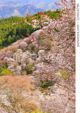 World heritage site in full bloom of cherry blossoms, Mt. Yoshino in the early morning 124918790