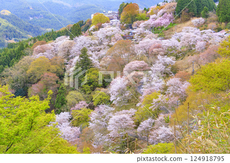 World heritage site in full bloom of cherry blossoms, Mt. Yoshino in the early morning 124918795