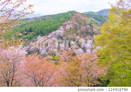 World heritage site in full bloom of cherry blossoms, Mt. Yoshino in the early morning 124918796