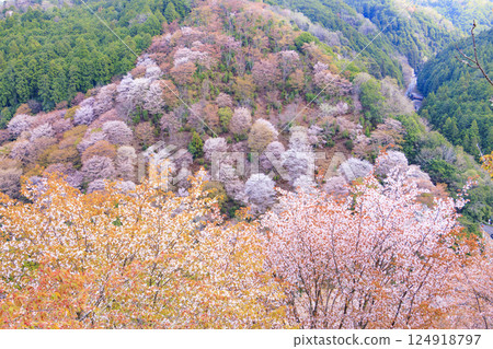 World heritage site in full bloom of cherry blossoms, Mt. Yoshino in the early morning 124918797