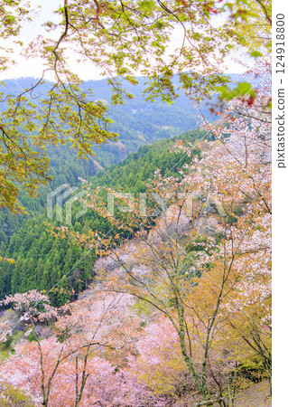 櫻花盛開的世界遺產，清晨的吉野山 124918800