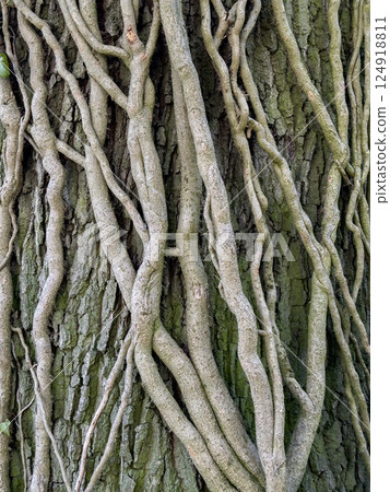 Vines growing up a tree trunk Vines growing up a tree trunk 124918811