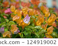Bougainvillea Flowers 124919002