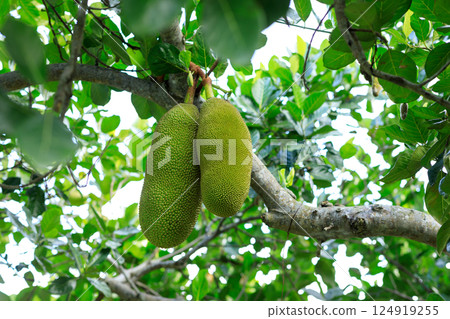 Green jackfruit grow on the Jack fruit tree Green jackfruit grow on the Jack fruit tree 124919255