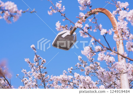 櫻花盛開 124919484