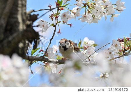 盛開的櫻花和野鳥、麻雀、春天的材料 124919570