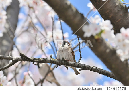 Cherry blossoms in full bloom and wild birds, sparrows, spring material 124919576