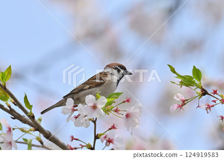 盛開的櫻花和野鳥、麻雀、春天的材料 124919583