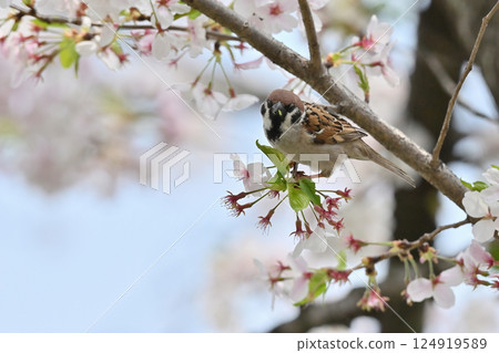 Cherry blossoms in full bloom and wild birds, sparrows, spring material 124919589