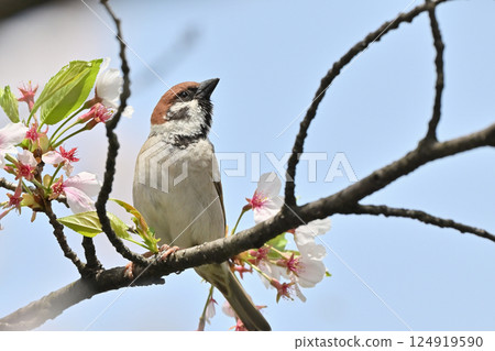 Cherry blossoms in full bloom and wild birds, sparrows, spring material 124919590