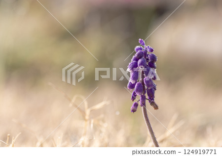 沾滿晨露的葡萄風信子花 124919771