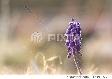 沾滿晨露的葡萄風信子花 124919772