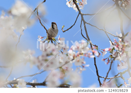 盛開的櫻花和紐西蘭麻雀(雄性) 盛開的櫻花和紐西蘭麻雀(雄性) 124919829