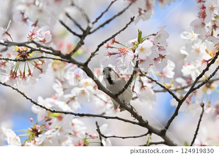 Cherry blossoms in full bloom and a New Zealand sparrow (male) Cherry blossoms in full bloom and a New Zealand sparrow (male) 124919830