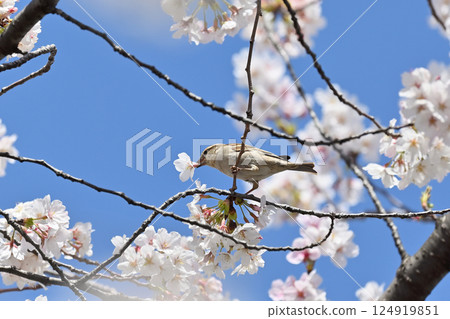 盛開的櫻花和紐西蘭麻雀（雌性） 124919851