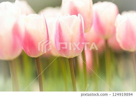 Pink tulip Pink tulip 124919894