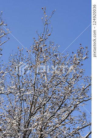 London plane London plane 124920036