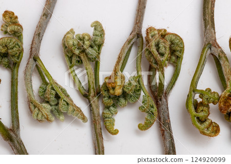 Spring food: bracken - Stock photo of bracken, a typical wild vegetable 124920099