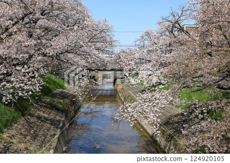 Spring cherry blossoms at Takada Senbonzakura (Yamatotakada City, Nara Prefecture) 124920105