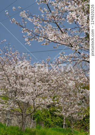 染井吉野櫻花盛開，預示著瀨戶內春天的到來 124920226