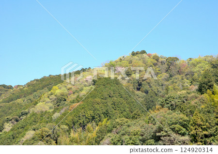 Wild cherry blossoms blooming satoyama 124920314
