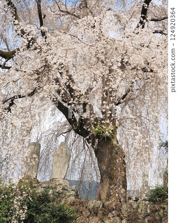 山梨縣 - 櫻花盛開的春天景色,估計樹齡約 200 年,3 月 山梨縣 - 櫻花盛開的春天景色,估計樹齡約 200 年,3 月 124920364