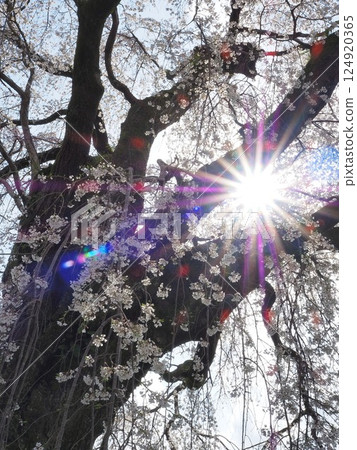 Yamanashi Prefecture: The sun peeking through an old cherry tree estimated to be 200 years old, March 124920365