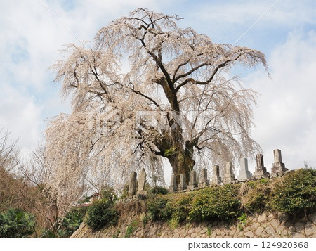 Yamanashi Prefecture, Harama's Itozakura cherry blossoms, March 124920368