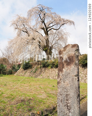 Yamanashi Prefecture, Harama's Itozakura cherry blossoms, March 124920369