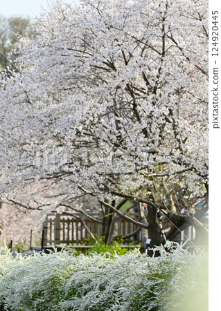 Spring scenery: Cherry blossoms in full bloom, rape blossoms, and willows by the lake Spring scenery: Cherry blossoms in full bloom, rape blossoms, and willows by the lake 124920445