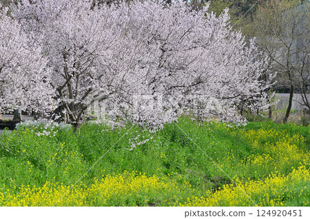 春天的景色:盛開的櫻花、油菜花和湖邊的柳樹 春天的景色:盛開的櫻花、油菜花和湖邊的柳樹 124920451