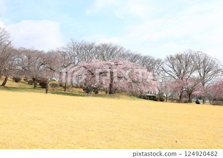 栃木縣栃木市栃之裡的垂枝櫻花 124920482