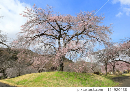 栃木縣栃木市栃之裡的垂枝櫻花 124920488