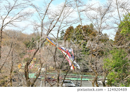 栃木縣栃木市津賀裡町的櫻花和鯉魚旗 124920489