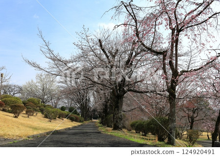 栃木縣栃木市津賀裡的櫻花樹 124920491