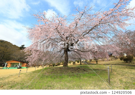 栃木縣栃木市栃之裡的垂枝櫻花 124920506