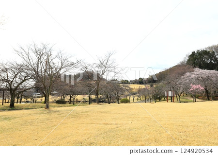 栃木縣栃木市栃木之鄉的櫻花 124920534