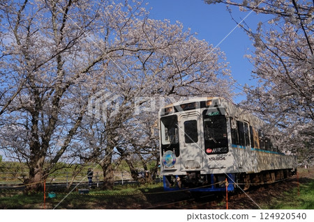 浦之崎站(松浦鐵道)的柴油車與櫻花 浦之崎站(松浦鐵道)的柴油車與櫻花 124920540