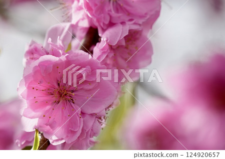 Cute pink peach blossoms spring scenery Cute pink peach blossoms spring scenery 124920657