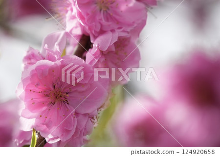 Cute pink peach blossoms spring scenery Cute pink peach blossoms spring scenery 124920658