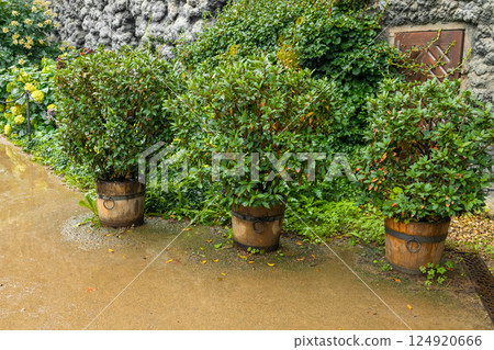 Potted plant Chinese citrus for a happy chinese new year's decoration Potted plant Chinese citrus for a happy chinese new year's decoration 124920666