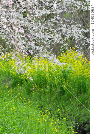 Cherry blossoms and rape blossoms in full bloom along the river 124920684